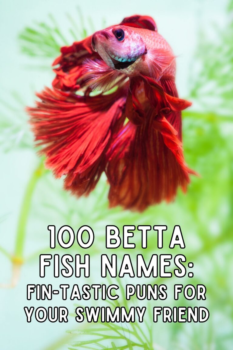 100 Betta Fish Names: Fin-tastic Puns for Your Swimmy Friend